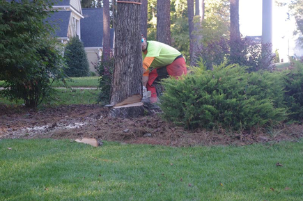 Tree Removal Cost in Kansas City MO