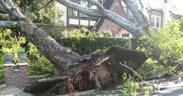 Tree Damage Kansas City