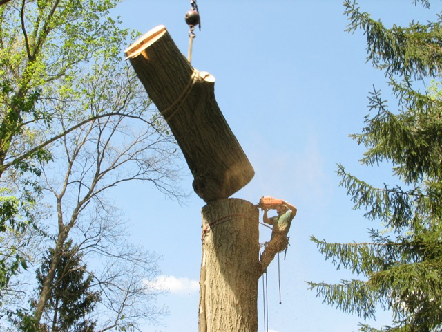 Tree trunk Removal Kansas City