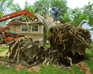 Stump Removal in Kansas CIty